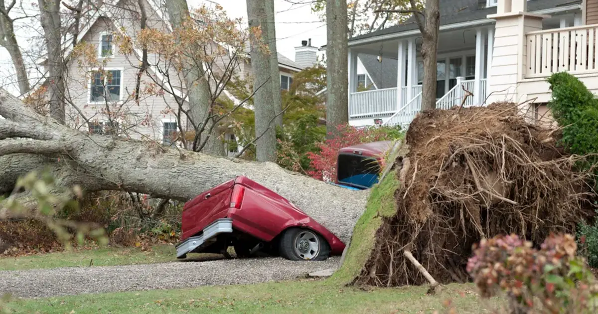 Landscaping and Tree Damage