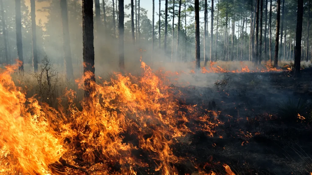 Fire Insurance and Wildfires in Texas